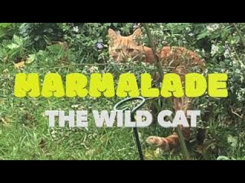 Marmalade (The Wild Cat)