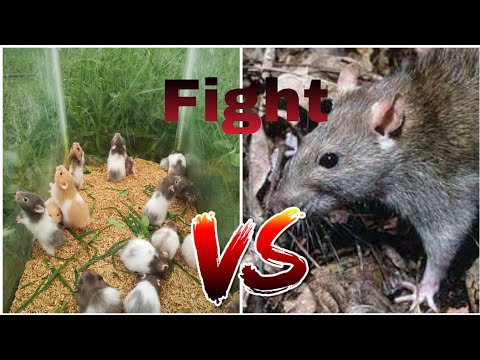 Hamster V/S Outside rat  Fight || Hamster Farm CBE