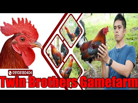 , title : 'Lets Visit The Farm Of Twin Brothers Gamefarm'
