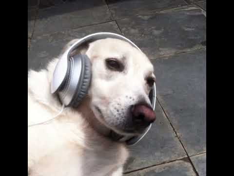 Los Ecos - Paloma Ajena (slowed + reverb)