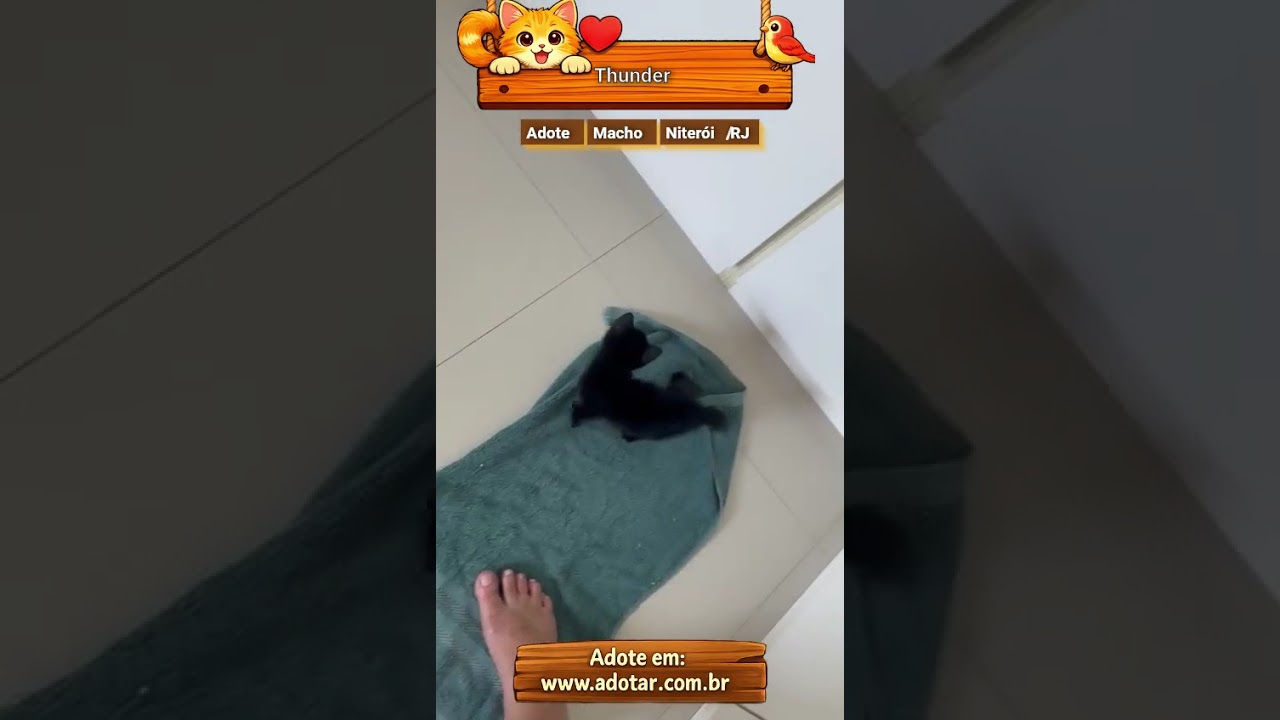 Gato raça SRD-ViraLata idade 2 a 6 meses nome Thunder