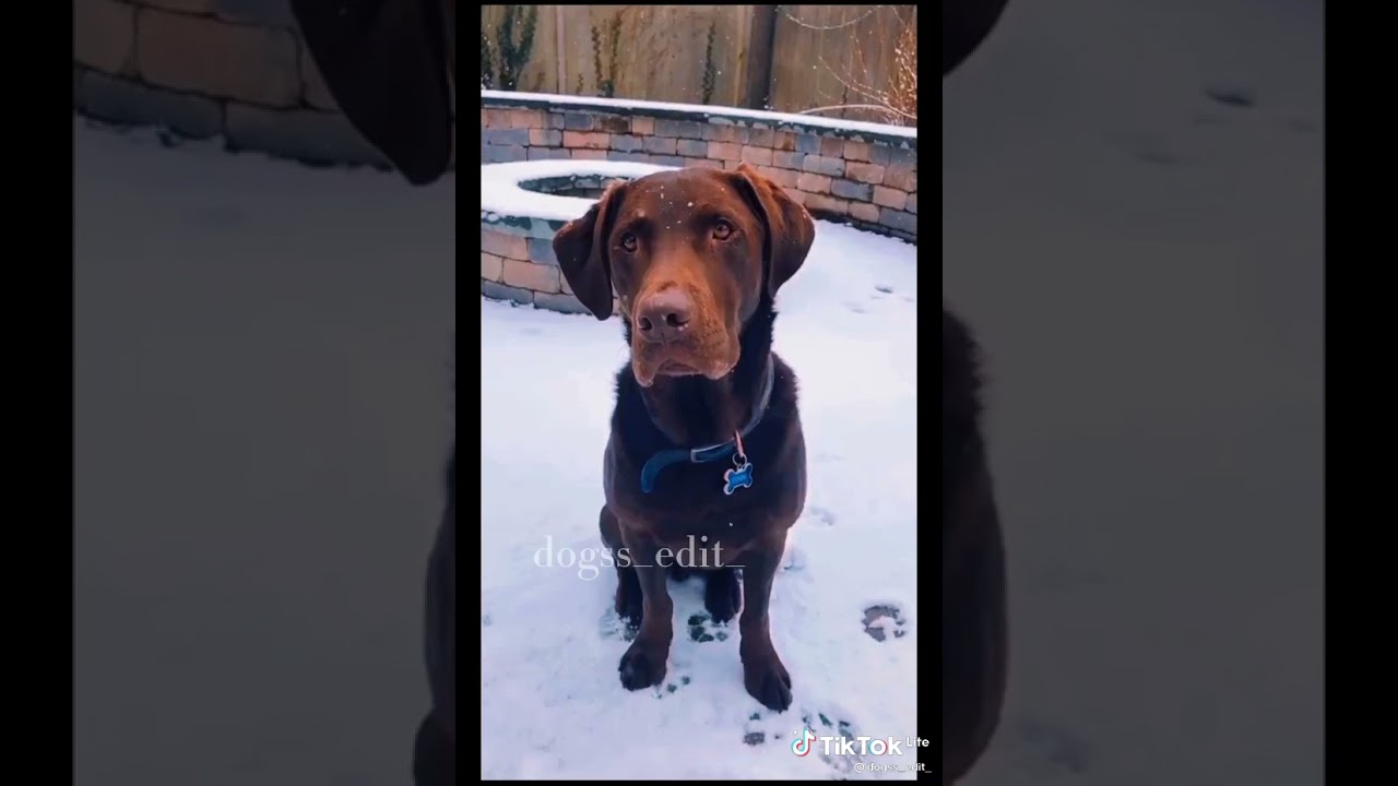 Watch Now Raça Dos Personagem Da Patrulha Canina Que Eu Adoro Raça Dos Personagem Da Patrulha Canina Que Eu Adoro