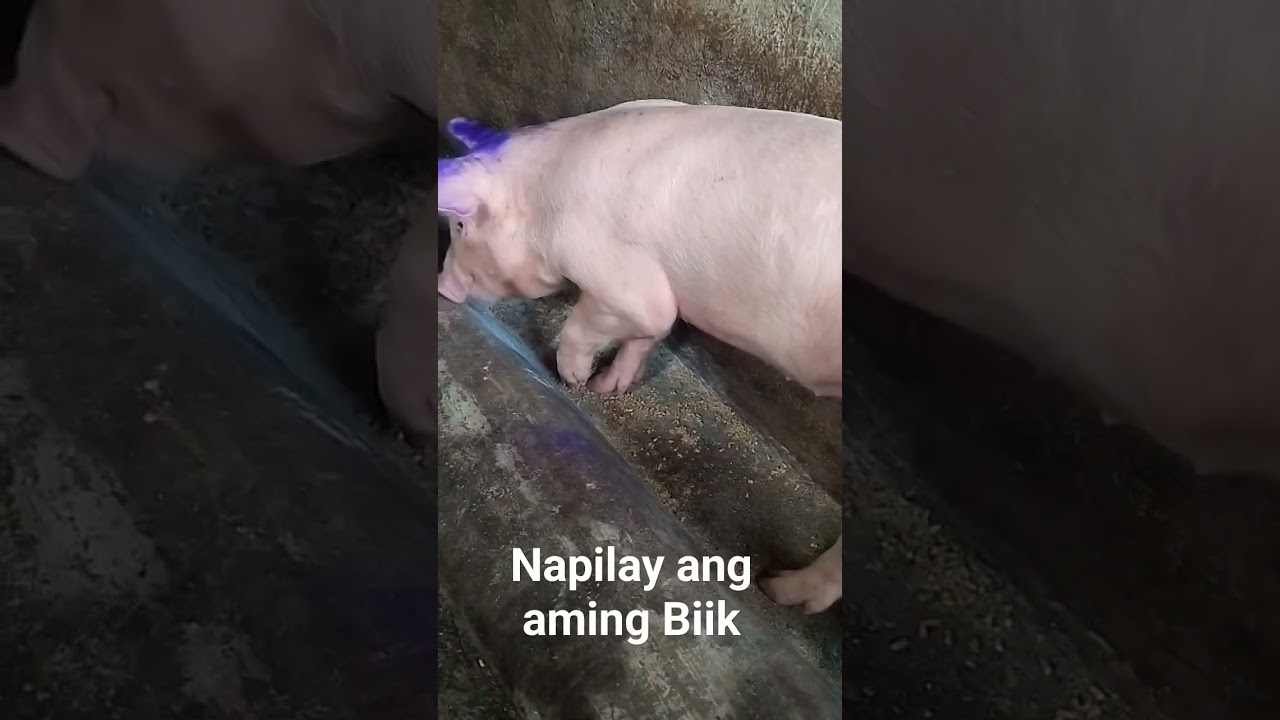 Napilay ang aming Baby Gilt