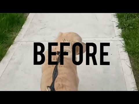 K9 Craftsman. Police-Trained. Breed Specific. One-Session Fixes. video.