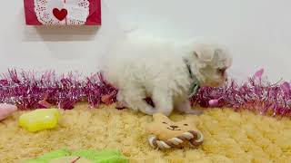 ハーフ犬の動画01