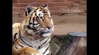 preview picture of video 'Tigres no Zoológio de Sapucaia do Sul / RS'