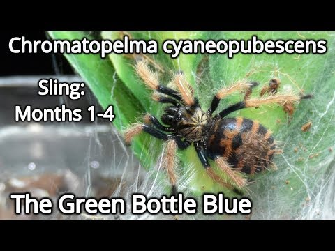 download lagu mp3 mp4 Chromatopelma Cyaneopubescens Sling, download lagu Chromatopelma Cyaneopubescens Sling gratis, unduh video klip Chromatopelma Cyaneopubescens Sling