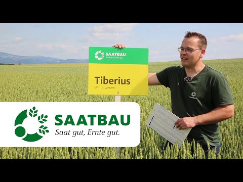 TIBERIUS (Mahlweizen) - Hektoliter-Kaiser | SAATBAU LINZ