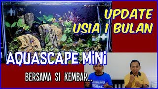 Update Mini Aquascape Cantik - Usia 1 bulan
