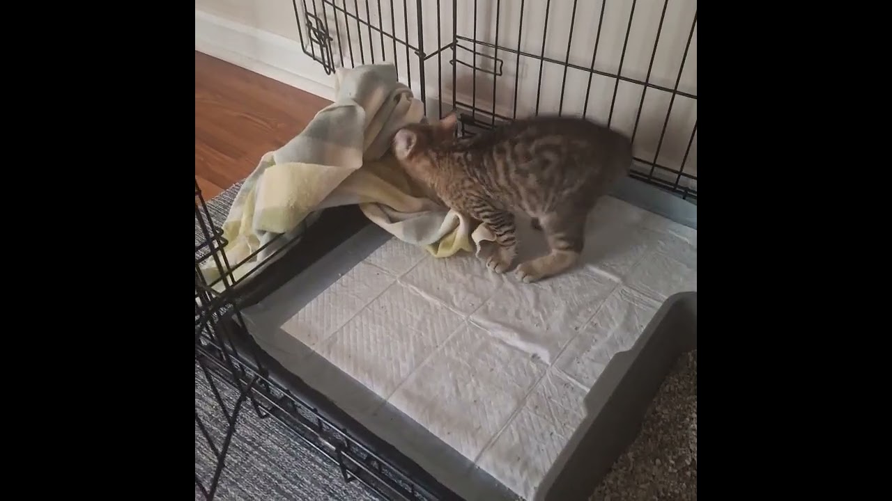 Enlarge Burberry, a Adoptable Domestic Short Hair in Charlotte, NC video 2/6