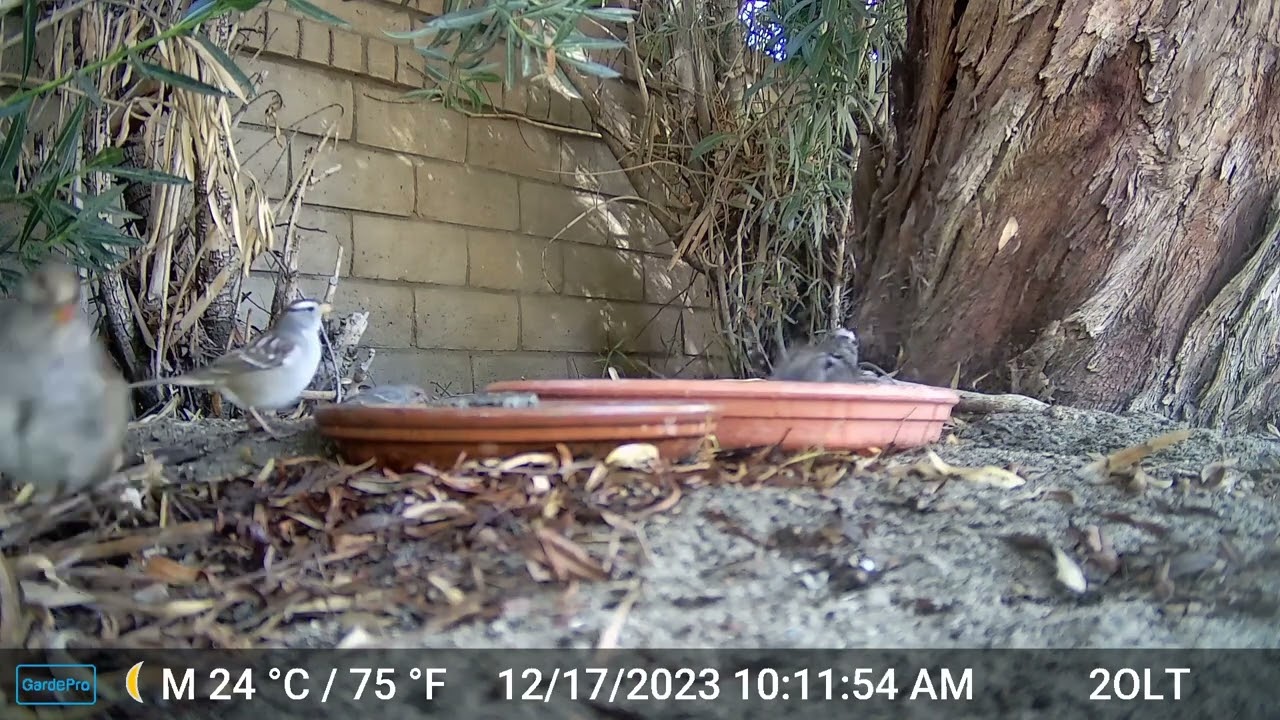 S1E8: Bird Bath at Prescott Preserve