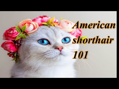 All about the American Shorthair