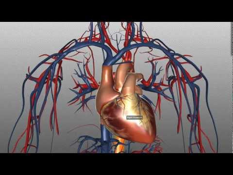 Heart Structure and Function Basics - Anatomy Tutorial