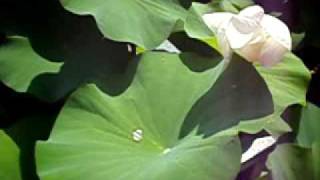 Acqua come mercurio sulle foglie di loto