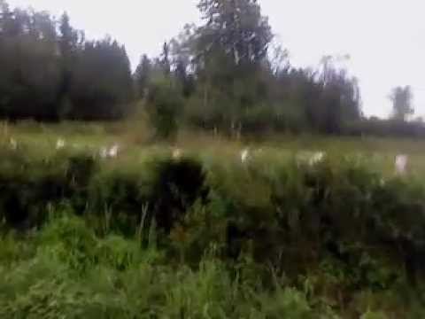 2012-08-08 Riala Undermåligt vargstaket