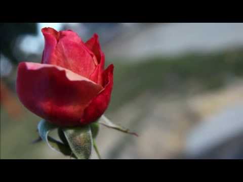 Age Namata Himikam Pawara Dun - ඇගේ නමට හිමිකම් පවරා දුන්