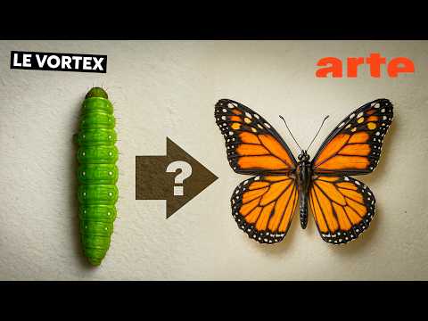 Le Vortex - ARTE  and Terrapodia