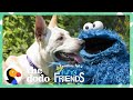 Cookie Monster Helps A Lonely Shelter Dog Find A Girl Who Loves Him With Dodo Kids Sesame Street