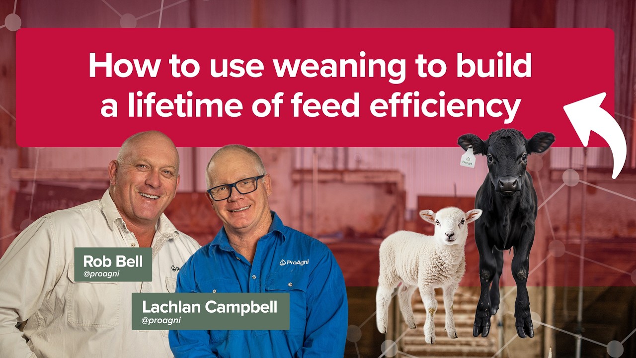 How to use weaning to build lifetime feed efficiency.