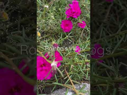 Decoration flowers at home | Rajitha’s Vlogs