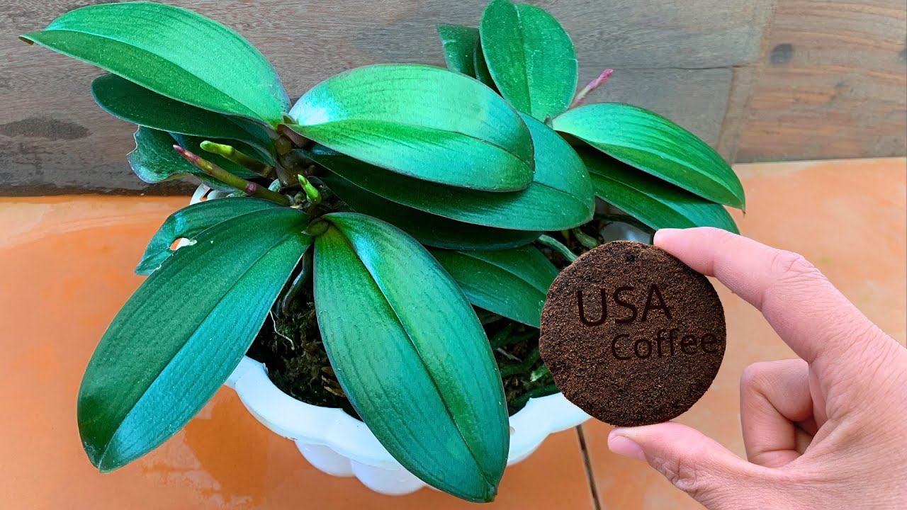 Just put a piece under the tree! Orchids produce 1001 new roots and flowers instantly!