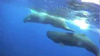 preview picture of video 'Naturetrek: Whale watching holiday to the Azores'