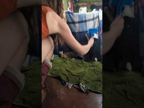 (08/21/2026) A Cabin Series Home Video -San Pablo la Laguna, Guatemala #puppy #kitten #foster #adopt