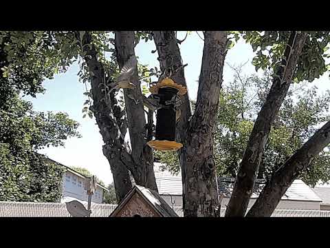 Our Goldfinch feeder