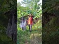 BAWA PULANG KUNTILANAK YG DI PAKU JADI MANUSIA SHORT