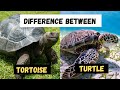 Whats The Similarities And Differences Between A Turtle And A Tortoise Learning Video