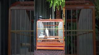Download lagu Russian canary mp3 Download lagu Russian canary mp3