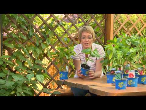 , title : 'Chili paprika nevelése és termesztése - Kertbarátok - Kertészeti TV - műsor'