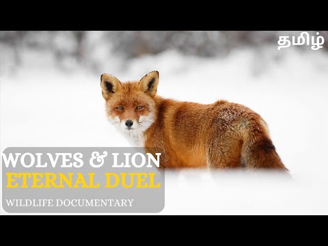 Wolves & Lion Eternal Duel