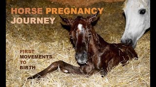 Horse Pregnancy Journey- First Movements to Birth