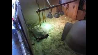Winter enclosure for Homer Sulcata tortoise,keeping a large tortoise indoors for winter