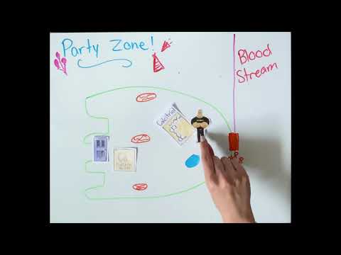 How Vitamin D helps with Calcium  Absorption