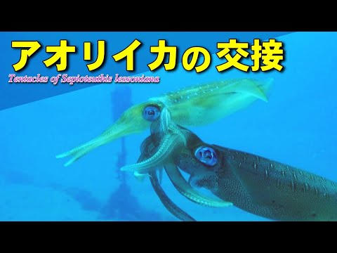 アオリイカの交接