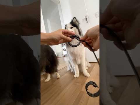 Coleira anti pulgas e carrapatos #cachorro #cachorrinho #doguinho #filhote #husky #viralata #pet
