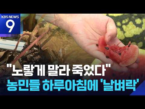 폭염에 수박·딸기 모종이 죽었는데 보상도 못 받는 농민들