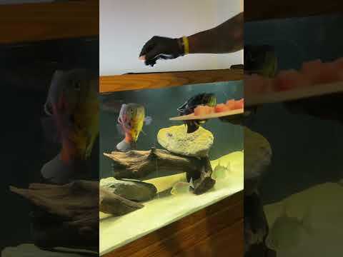 Oscar Fish feeding Talapia!!