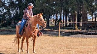 UPDATES // New Horses, Eddy Castration and Ranch Update!