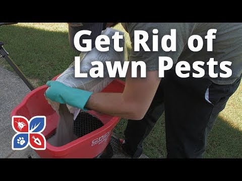  Do My Own Lawn Care - How to Get Rid of Pests in the Lawn Video 