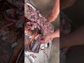 Butterfly Fillet Of A Jack Smelt