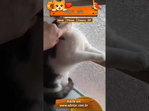 Vídeo de frajola  gata