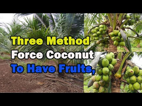 Three Method That Force Coconut To Have Fruits I Fertilizer and Watering Coconut at Hot Season.