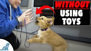 Download lagu How To Teach Your Puppy To Play Without Biting mp3