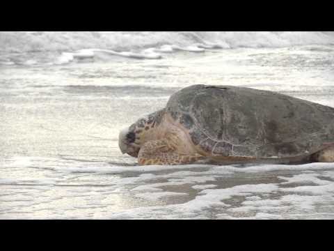 SeaWorld Returns Loggerhead Sea Turtle to Ocean after Multiple Surgeries