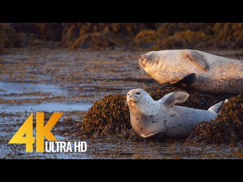 4K 60fps Glimpse of Icelandic Wildlife - 10 bit Relaxation Video (Natural Sounds)