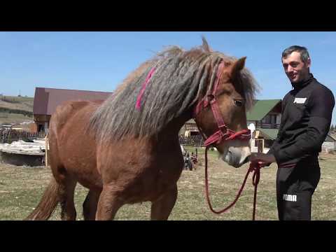 Caii lui Sorin de la Marisel, Cluj - 2020 Nou!!!