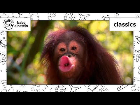 World Animal Adventure, Part 1 | Animal Videos for Kids | Baby Einstein